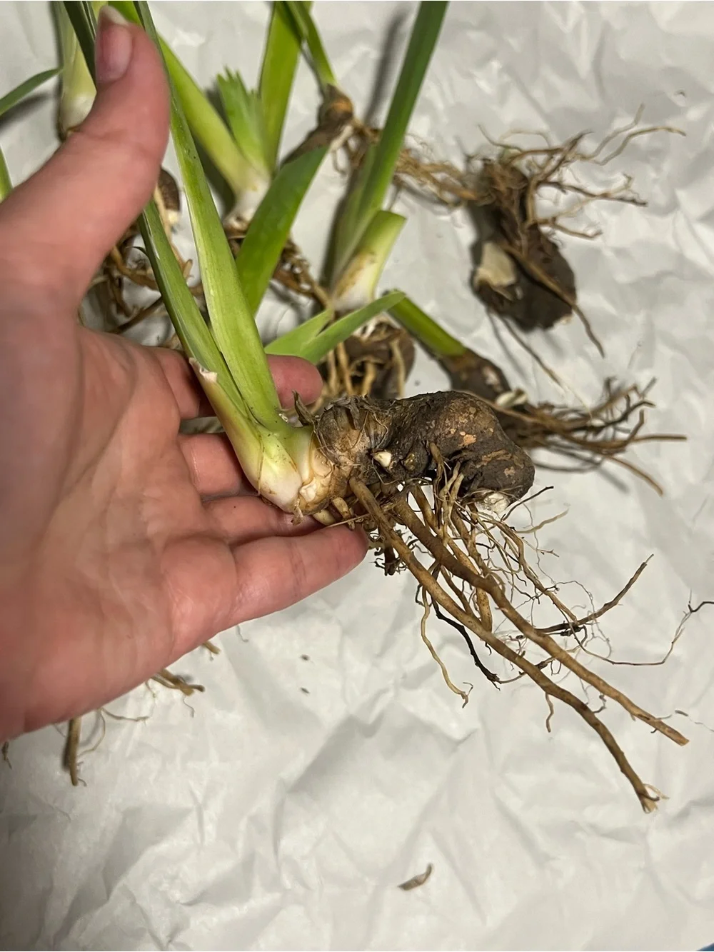 20 medium and small sizes rhizomes . Purple Iris for $20. See Pics.